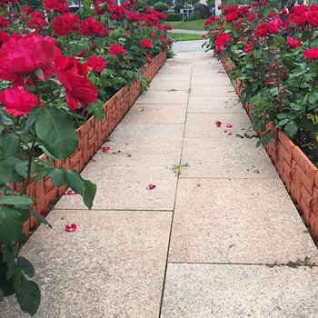 Obrázek z Zahradní palisáda - hnědá 